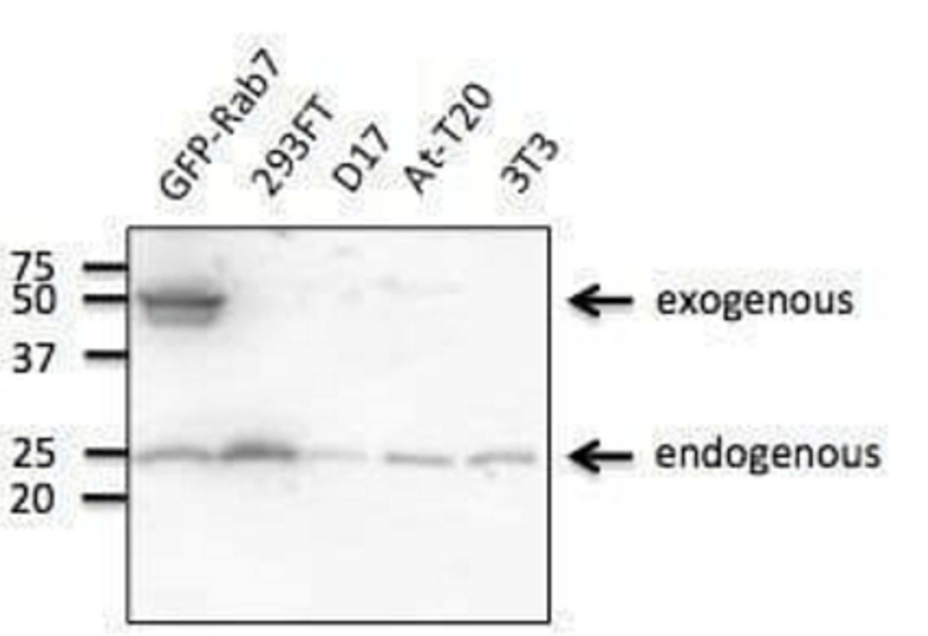 Western blot analysis of 293 cells using RAB7A antibody