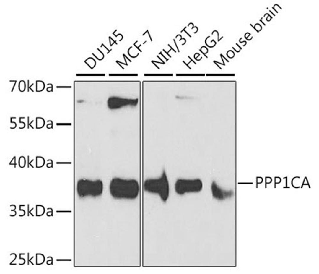 Western blot - PPP1CA antibody (A12468)