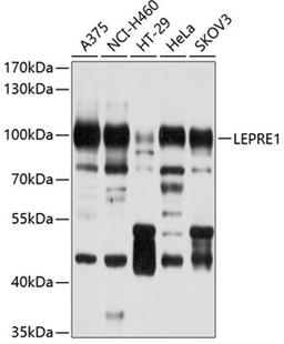 Western blot - LEPRE1 antibody (A10322)