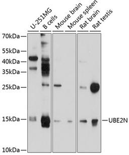 Western blot - UBE2N antibody (A10543)