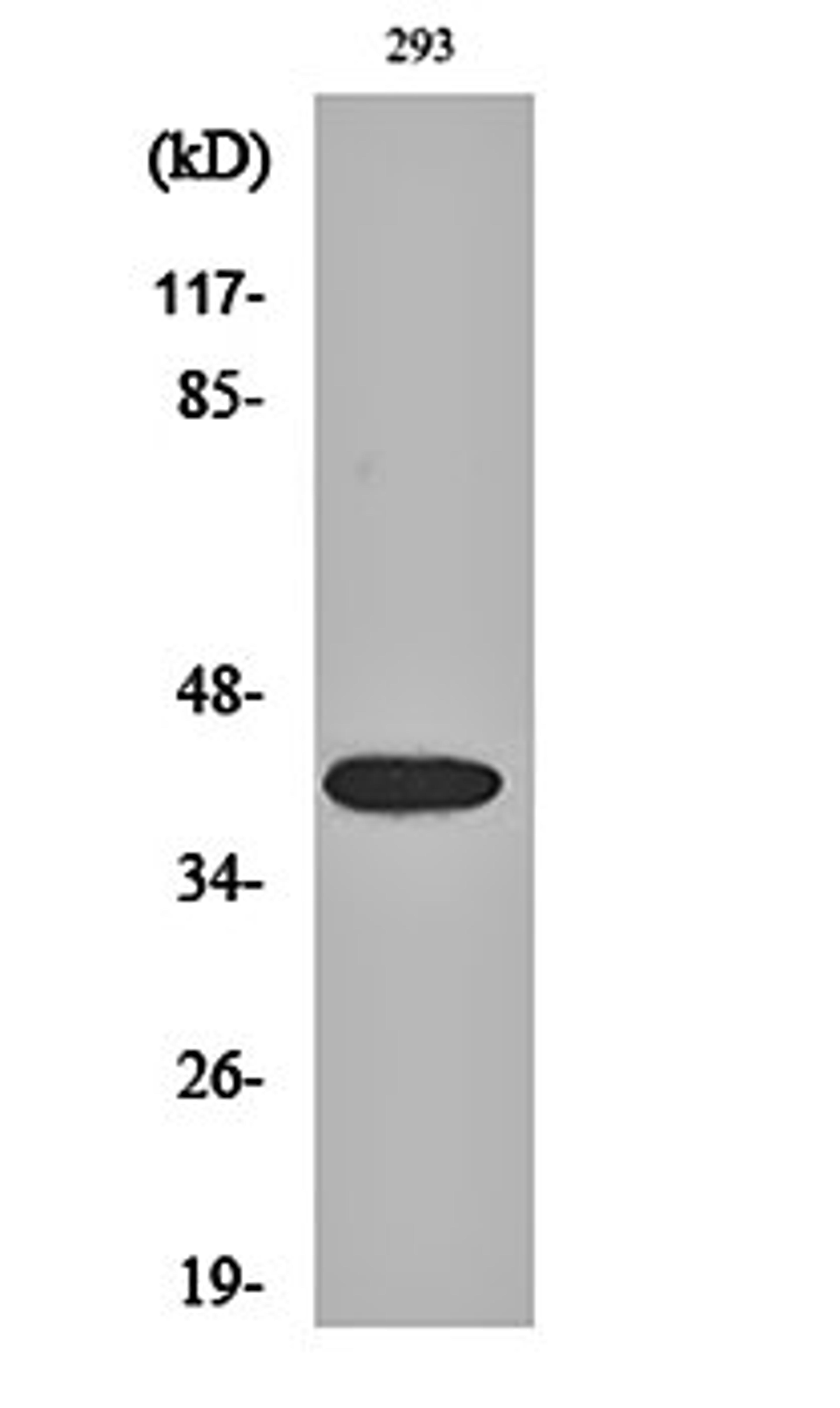 Western blot analysis of 293 cell lysates using MEK-4 (phospho-S80) antibody