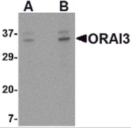 Western blot analysis of ORAI3 in A20 cell lysate with ORAI3 antibody at (A) 2 and (B) 4 μg/mL.
