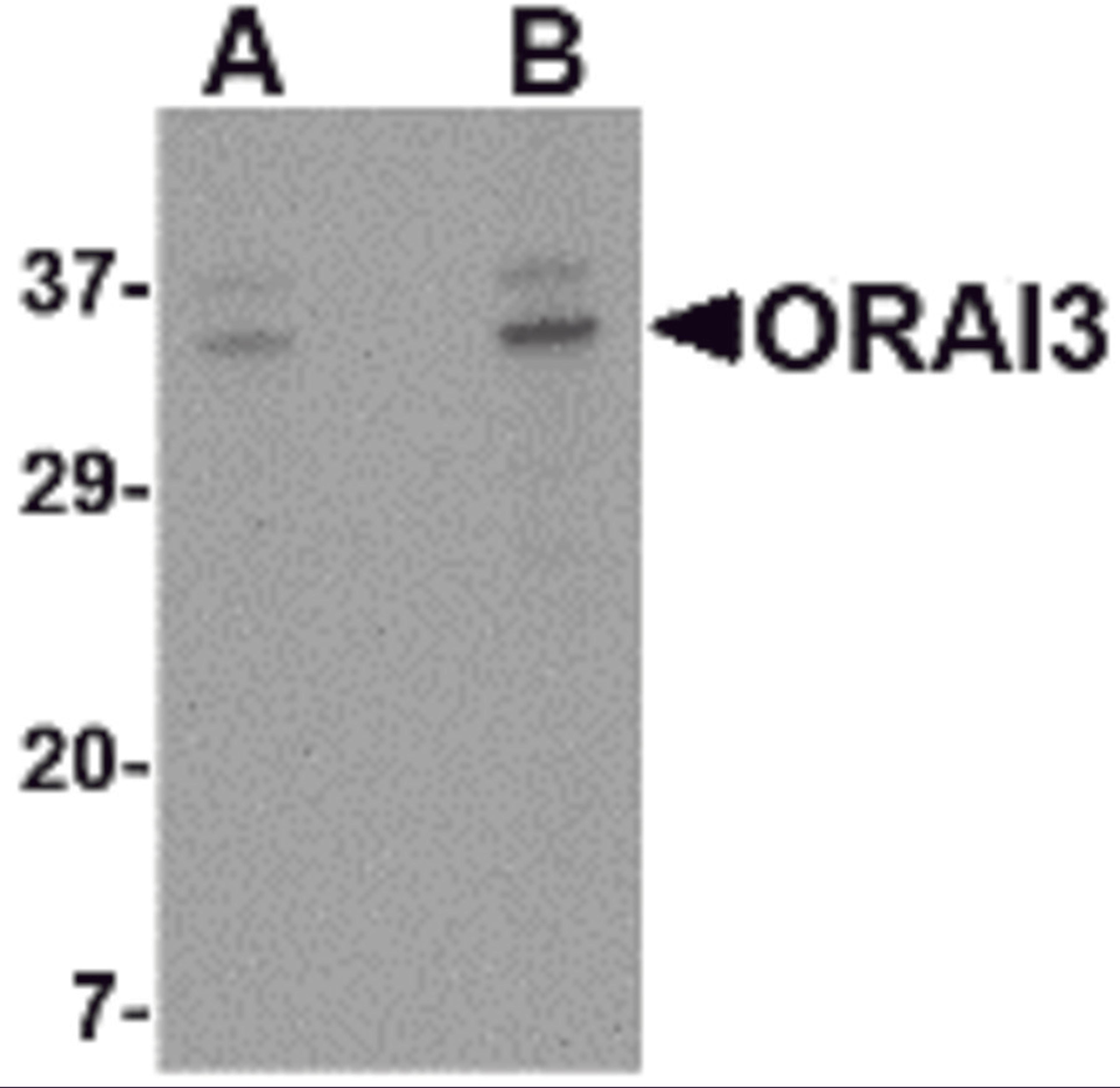 Western blot analysis of ORAI3 in A20 cell lysate with ORAI3 antibody at (A) 2 and (B) 4 μg/mL.