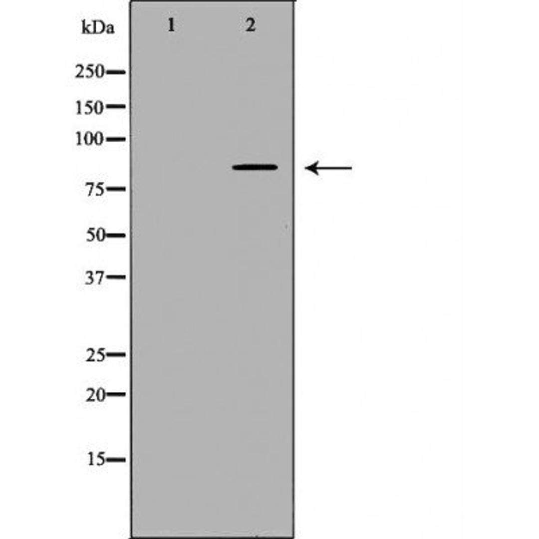 Western blot analysis of recombinant protein using FAM160B2 antibody