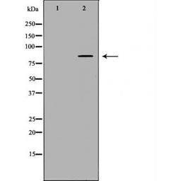 Western blot analysis of recombinant protein using FAM160B2 antibody