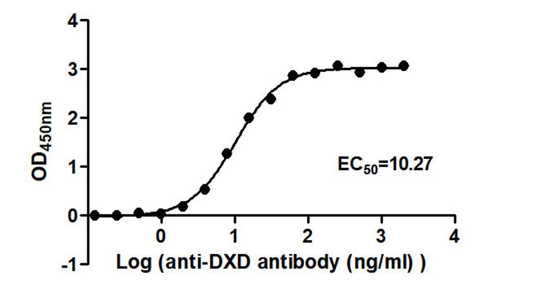 The Binding Activity of ADC-1(DXD) with Anti-DXD-HRP antibody. Activity: Measured by its binding ability in a functional ELISA. Immobilized ADC-1(DXD) at 2 μg/mL can bind Anti-DXD-HRP antibody, the EC<sub>50</sub> is 9.268 to 11.37 ng/mL.
