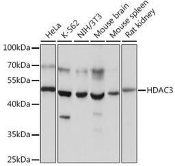 Western blot - HDAC3 antibody (A16462)