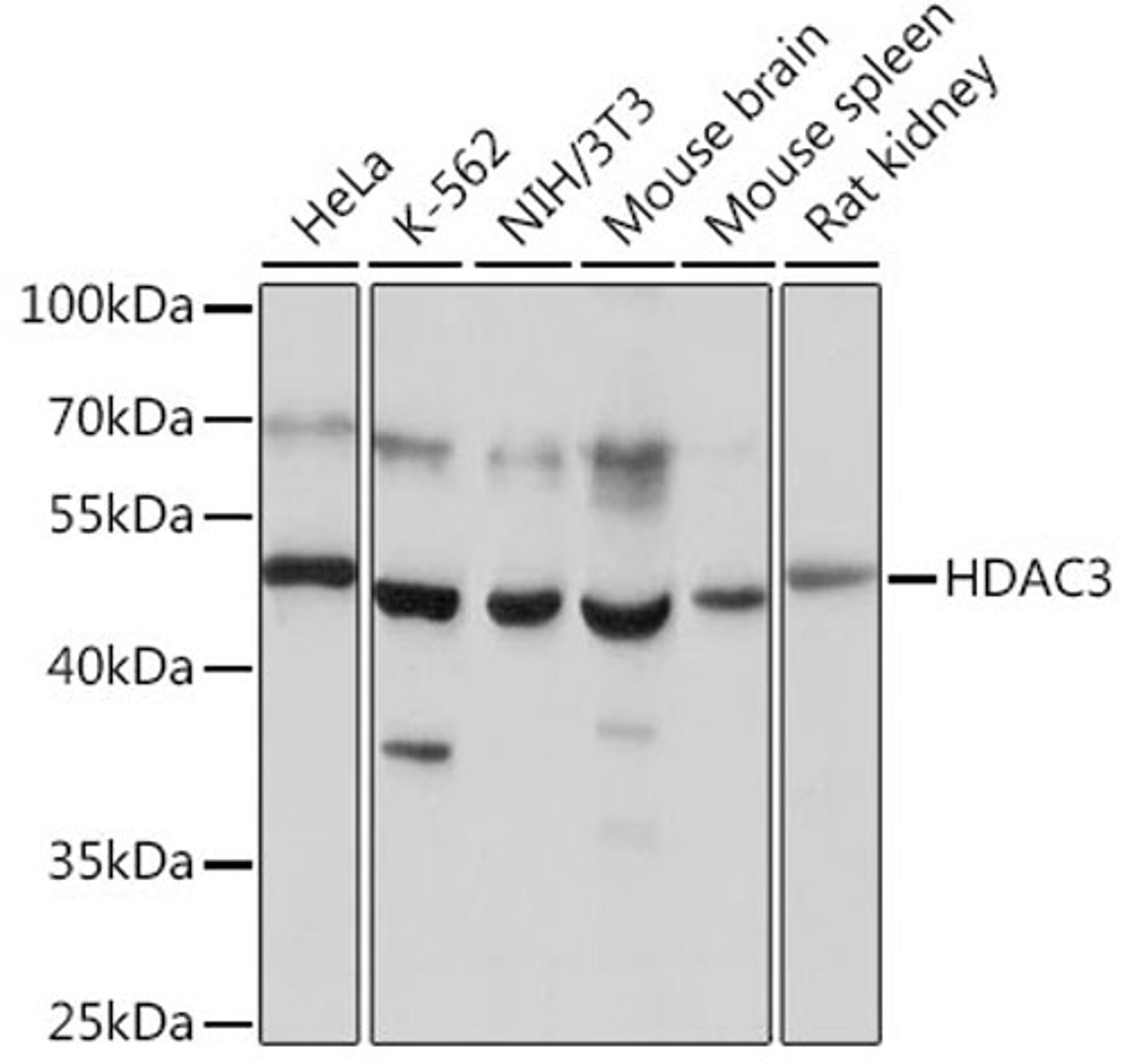 Western blot - HDAC3 antibody (A16462)