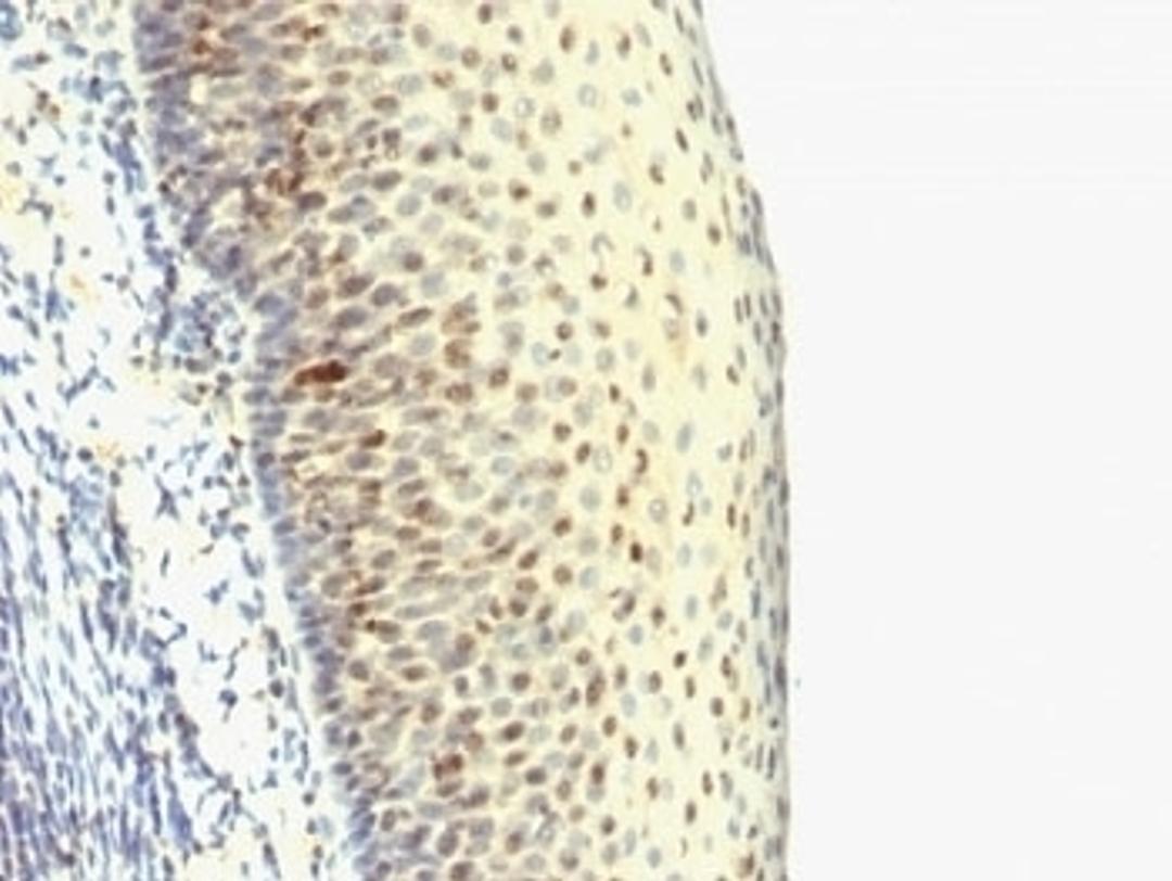 Formalin-fixed, paraffin-embedded human tonsil stained with IPO38 antibody (SPM515).