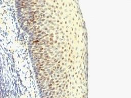 Formalin-fixed, paraffin-embedded human tonsil stained with IPO38 antibody (SPM515).