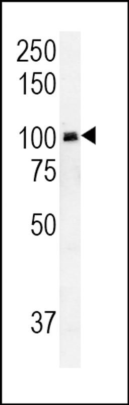 Western blot analysis in HepG2 cell line lysates (35ug/lane).