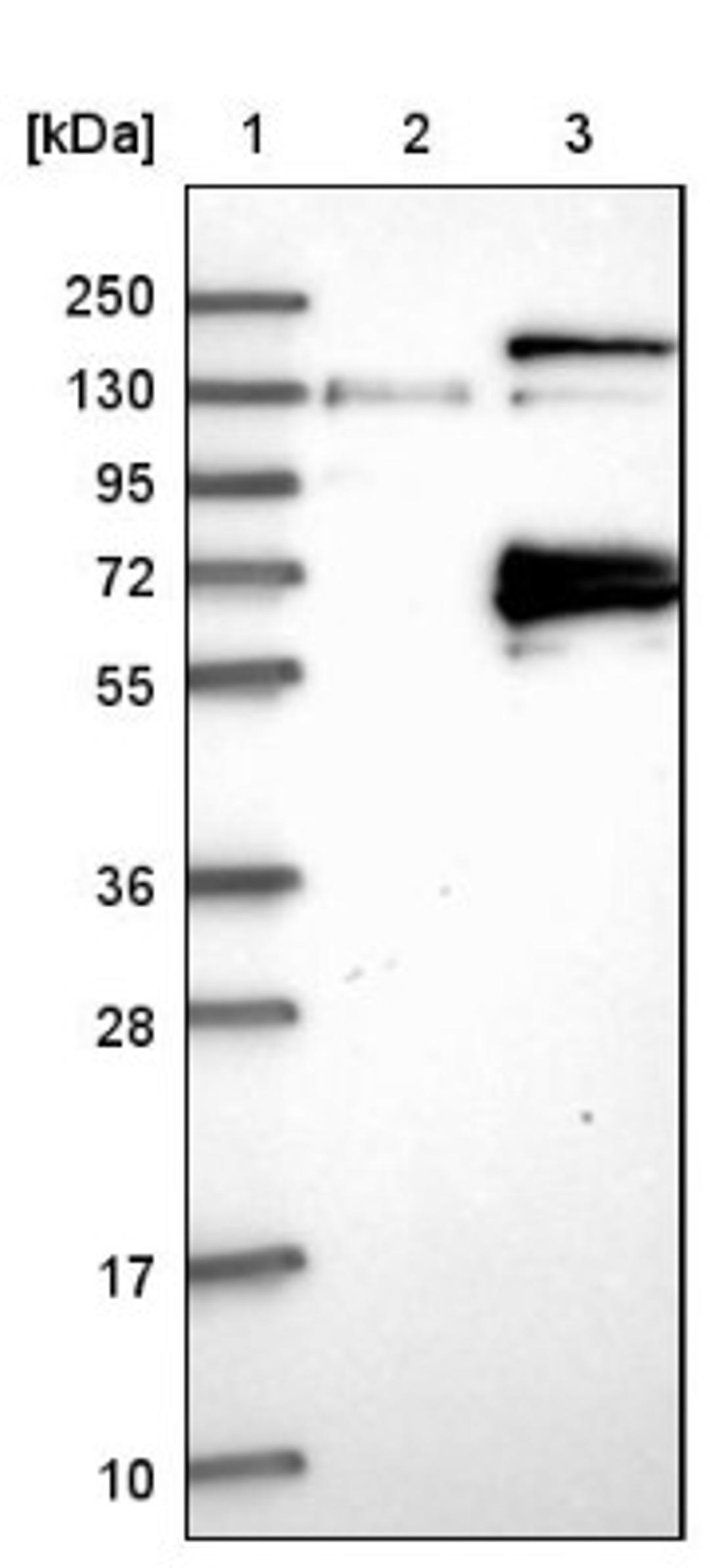 Western Blot: CSGALNACT2 Antibody [NBP1-81851] - Lane 1: Marker [kDa] 250, 130, 95, 72, 55, 36, 28, 17, 10<br/>Lane 2: Negative control (vector only transfected HEK293T lysate)<br/>Lane 3: Over-expression lysate (Co-expressed with a C-terminal myc-DDK tag (~3.1 kDa) in mammalian HEK293T cells, LY412995)