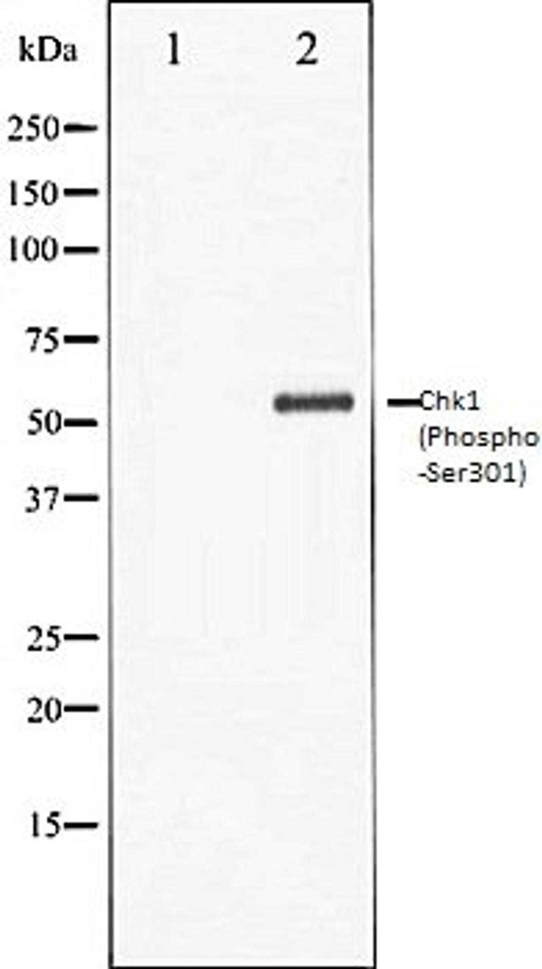 Western blot analysis of 293 whole cell lysates using Chk1 (Phospho-Ser301) antibody, The lane on the left is treated with the antigen-specific peptide.