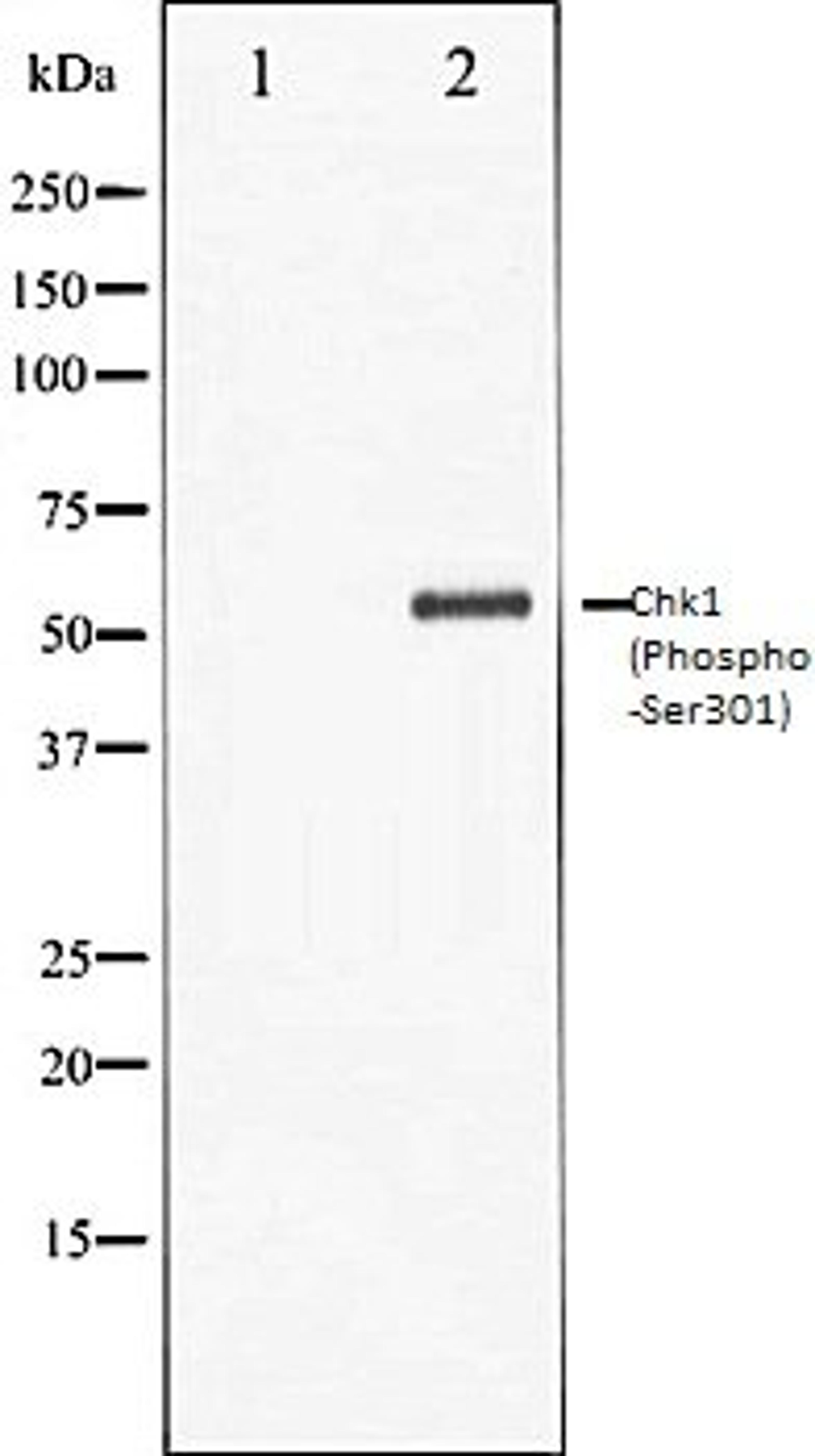 Western blot analysis of 293 whole cell lysates using Chk1 (Phospho-Ser301) antibody, The lane on the left is treated with the antigen-specific peptide.