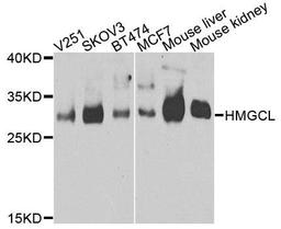 Western blot analysis of extracts of various cells using HMGCL antibody