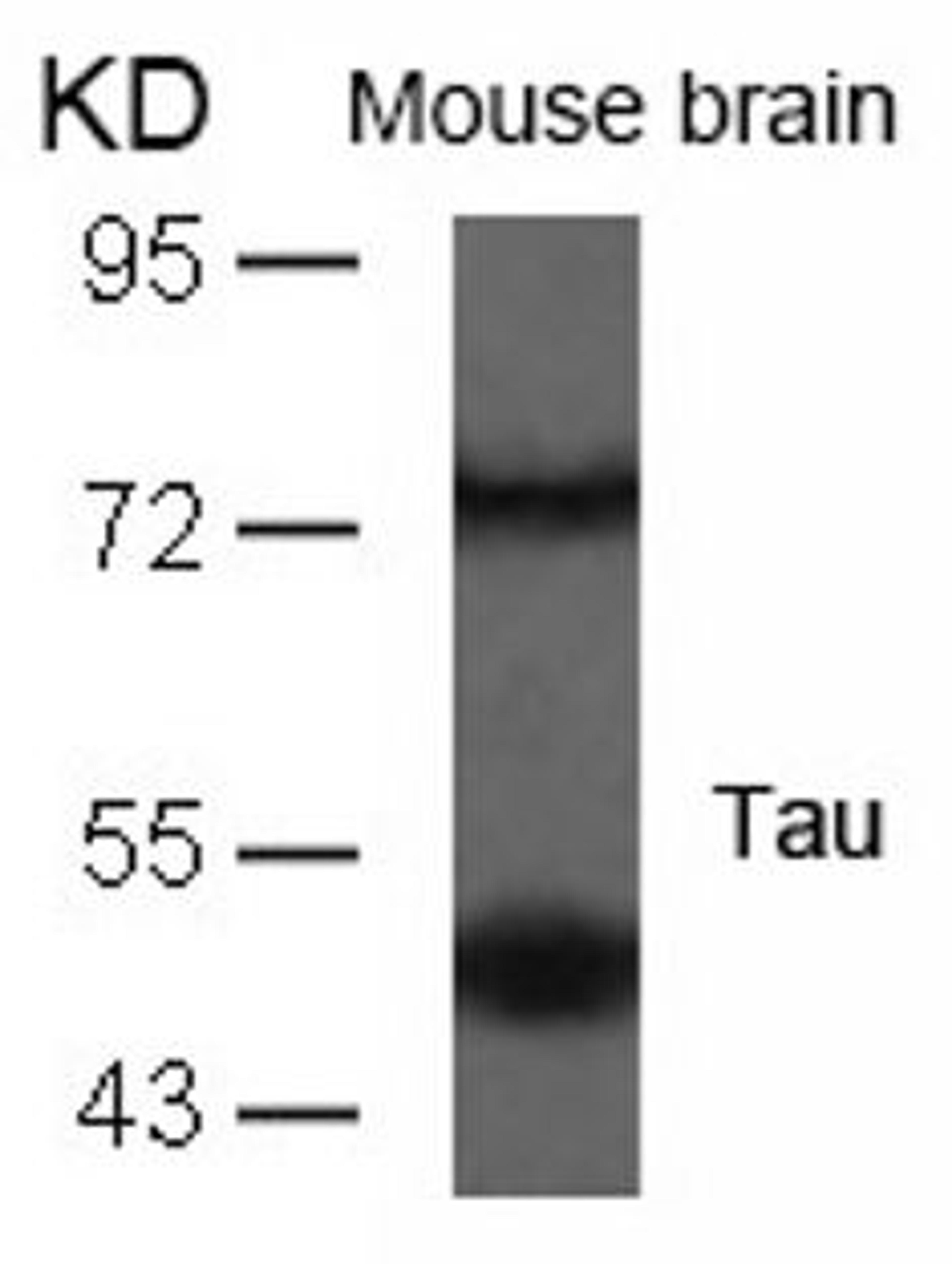 Western blot analysis of lysed extracts from mouse brain tissue using Tau (Ab-235).