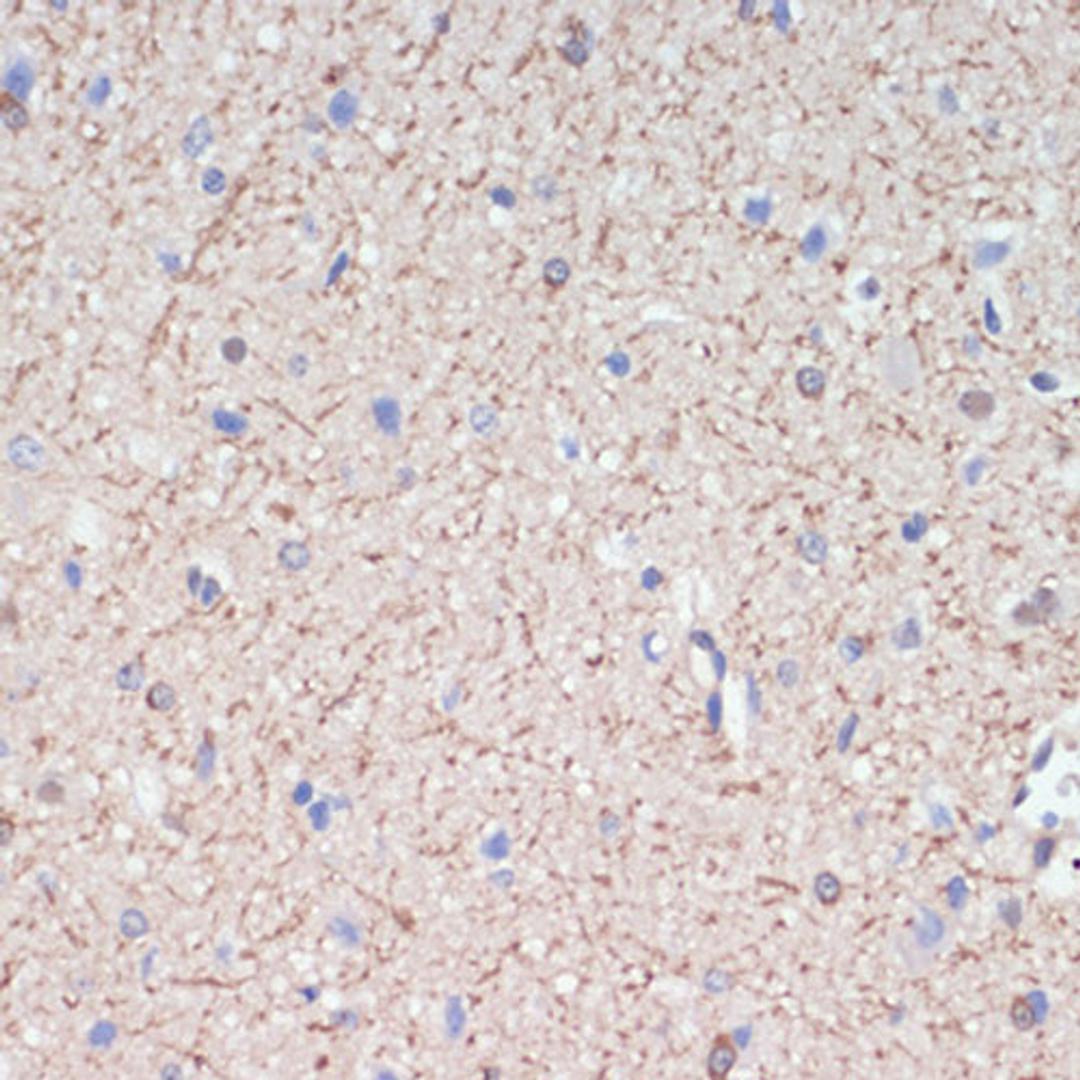 Immunohistochemistry  - MAG antibody (A16914)