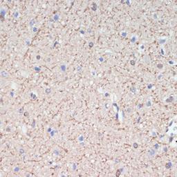 Immunohistochemistry  - MAG antibody (A16914)