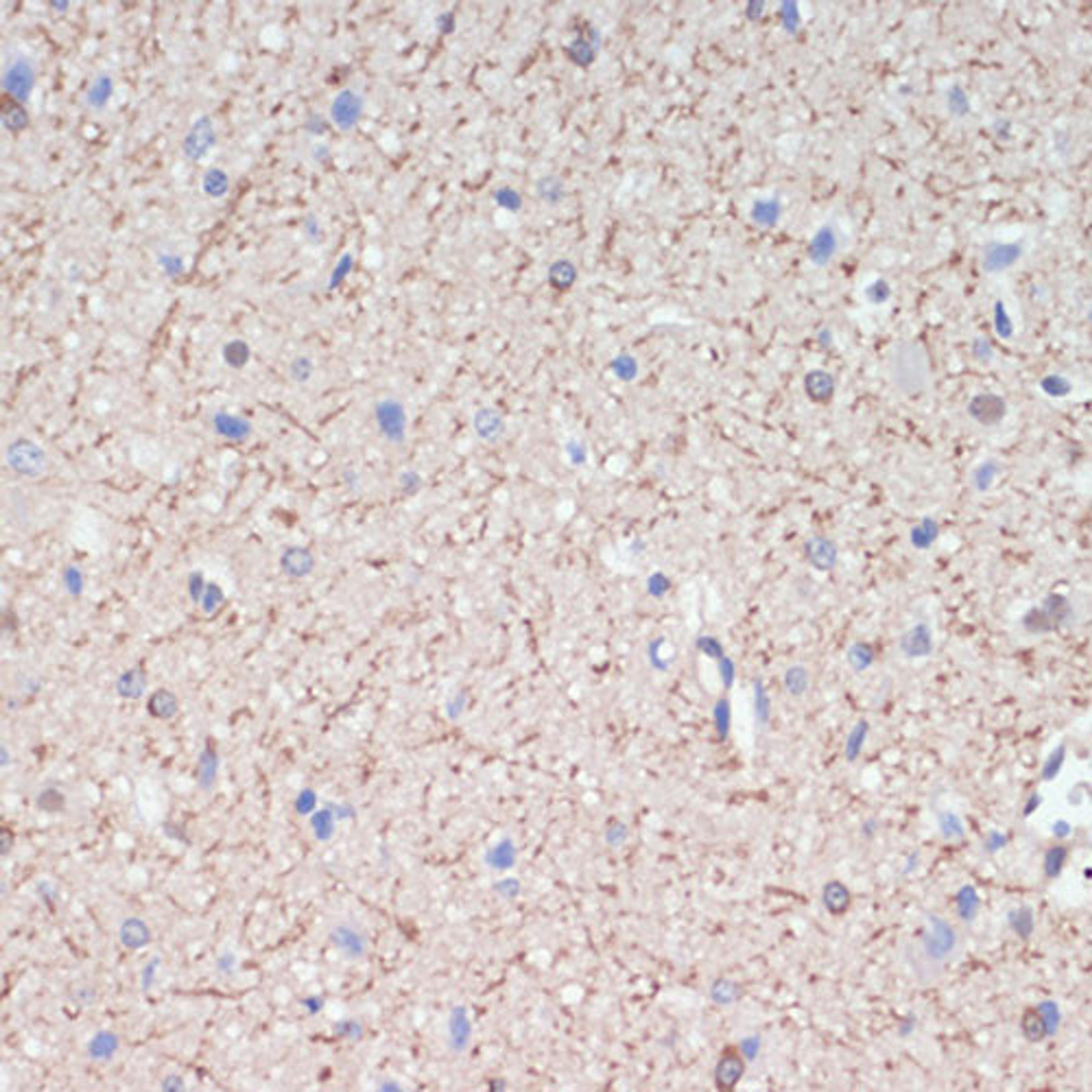 Immunohistochemistry  - MAG antibody (A16914)