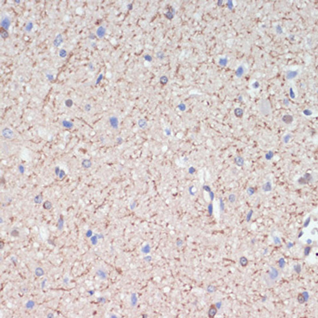 Immunohistochemistry - MAG antibody (A16914)