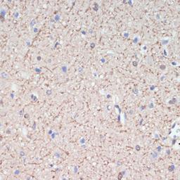 Immunohistochemistry - MAG antibody (A16914)