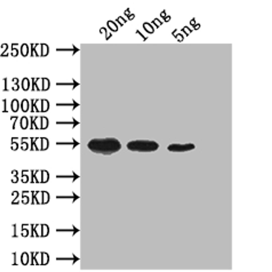 Western Blot. Positive WB detected in: recombinant protein. All lanes: mreB Antibody at 1:1000. Secondary. Goat polyclonal to rabbit IgG at 1/50000 dilution. Predicted band size: 52 kDa. Observed band size: 52 kDa. 
