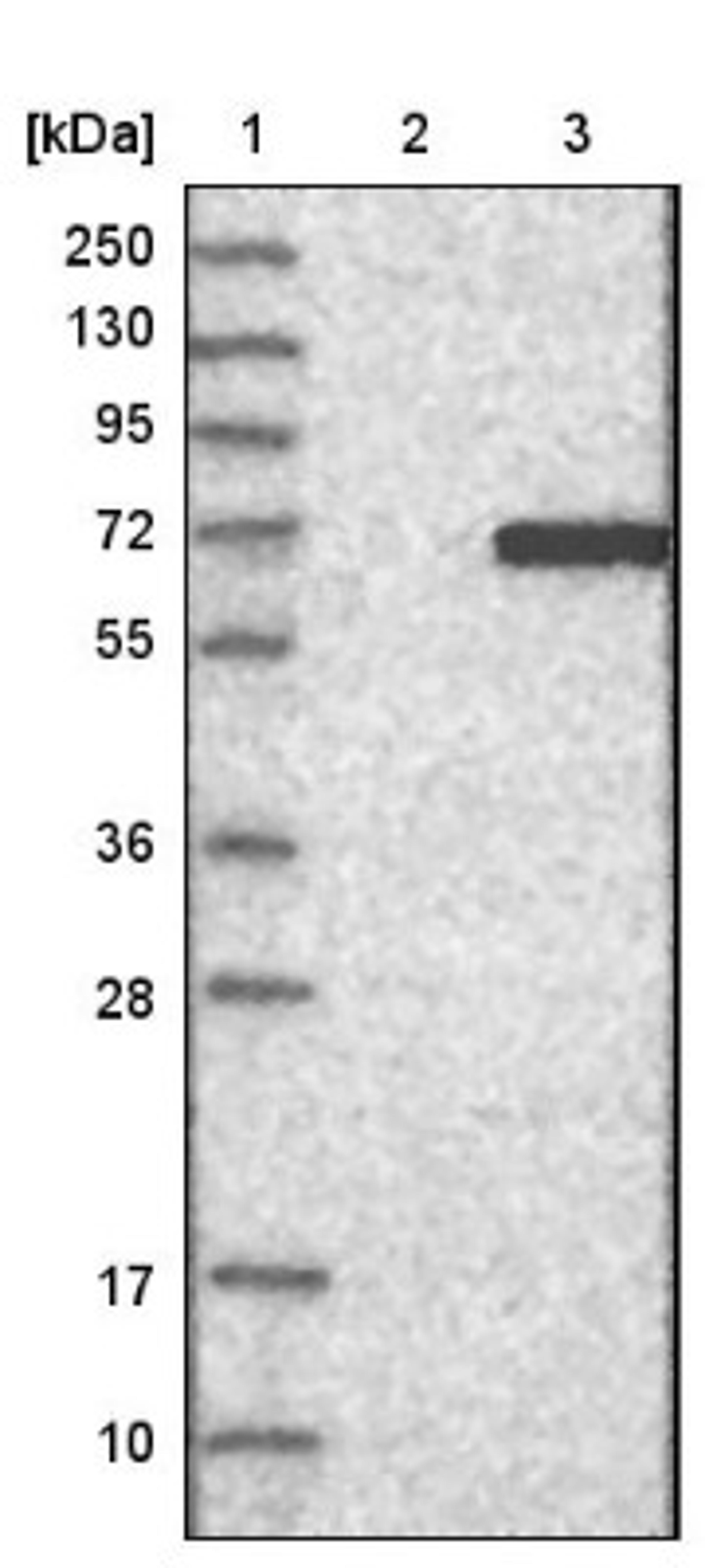 Western Blot: SGK3 Antibody [NBP1-80760] - Lane 1: Marker [kDa] 250, 130, 95, 72, 55, 36, 28, 17, 10<br/>Lane 2: Negative control (vector only transfected HEK293T lysate)<br/>Lane 3: Over-expression lysate (Co-expressed with a C-terminal myc-DDK tag (~3.1 kDa) in mammalian HEK293T cells, LY415716)