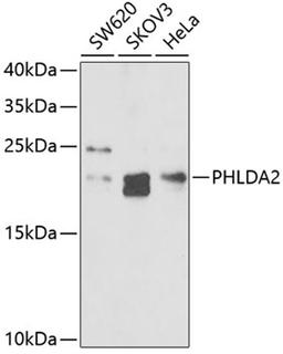 Western blot - PHLDA2 antibody (A6244)