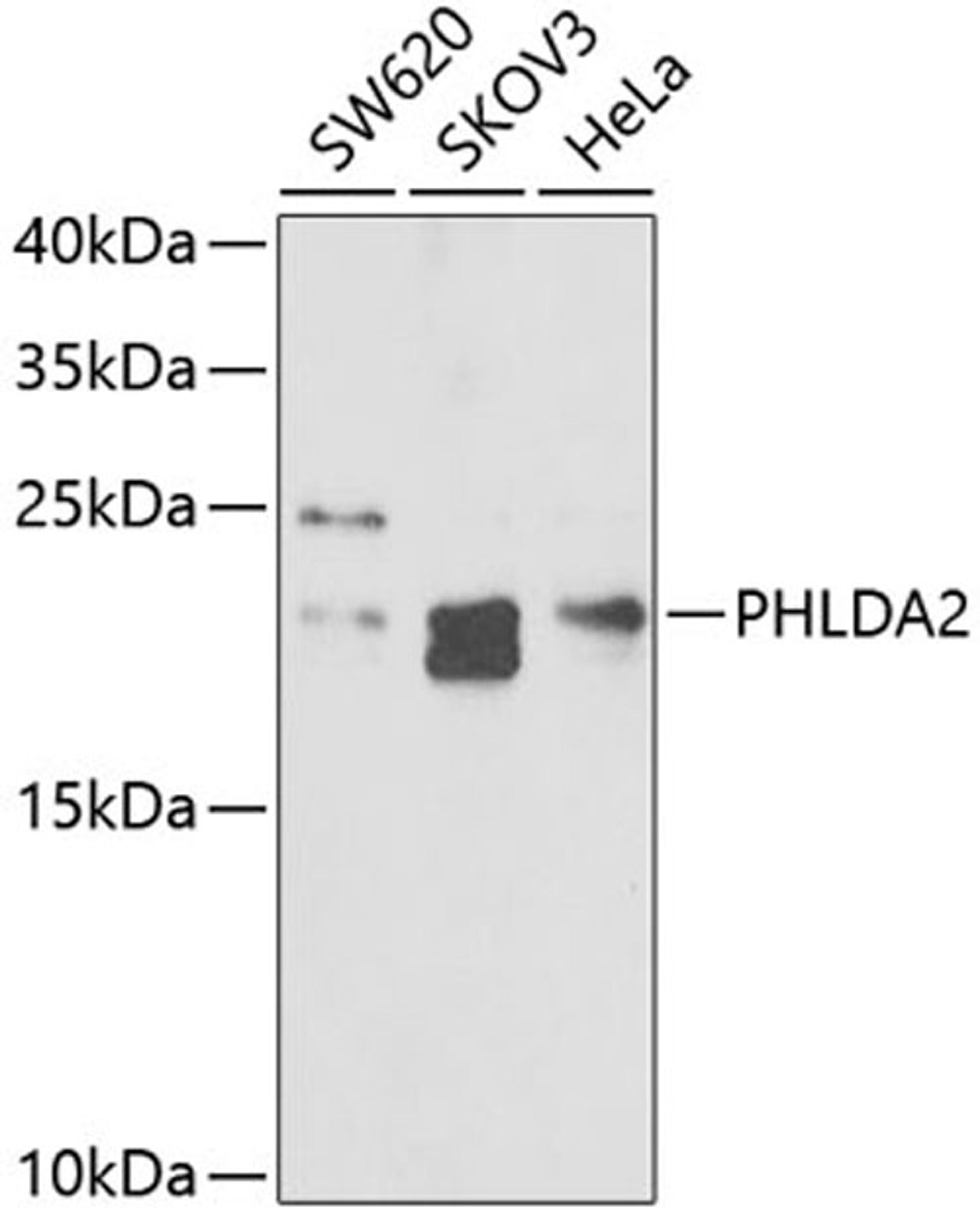 Western blot - PHLDA2 antibody (A6244)