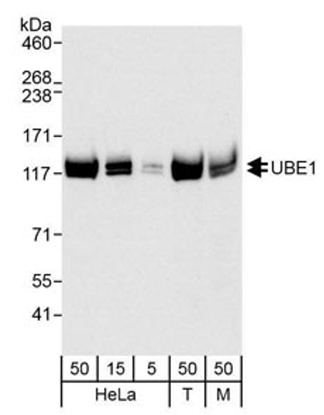 Detection of human and mouse UBE1 by western blot.