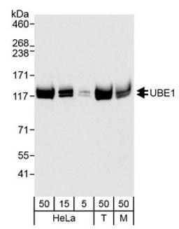 Detection of human and mouse UBE1 by western blot.