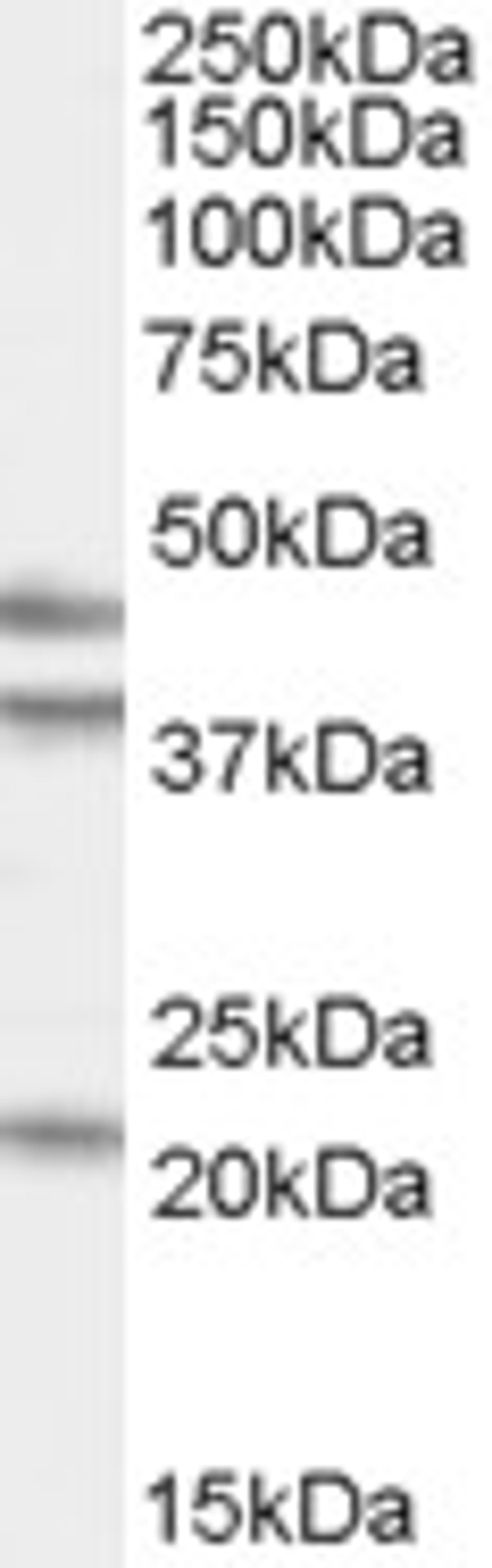 45-646 (0.5ug/ml) staining of HeLa cell lysate (35ug protein in RIPA buffer). Detected by chemiluminescence.