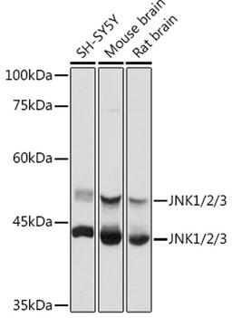 Western blot - JNK1/2/3 antibody (A18678)