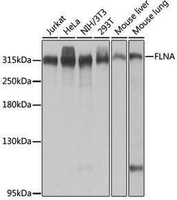 Western blot - FLNA antibody (A0927)