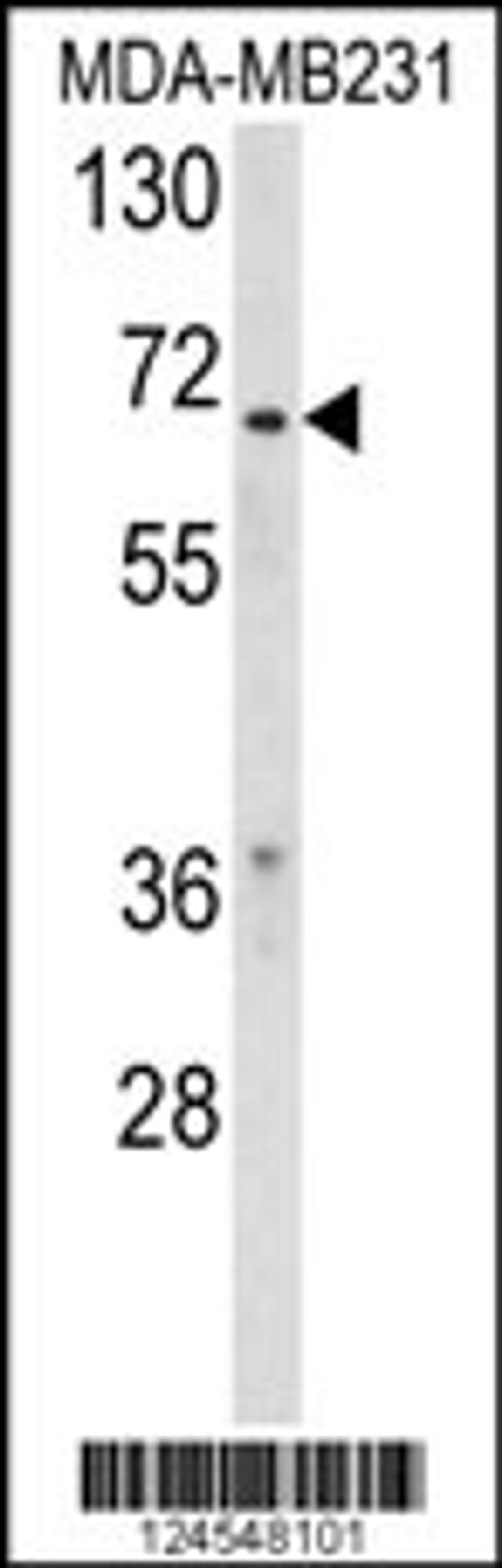 Western blot analysis of RXRB Antibody in MDA-MB231 cell line lysates (35ug/lane)