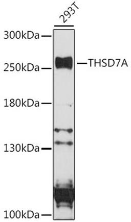 Western blot - THSD7A antibody (A16610)