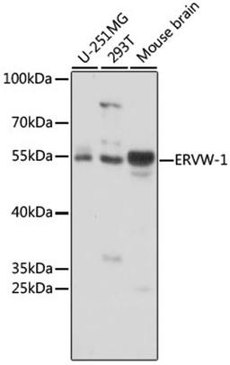 Western blot - ERVW-1 antibody (A16522)