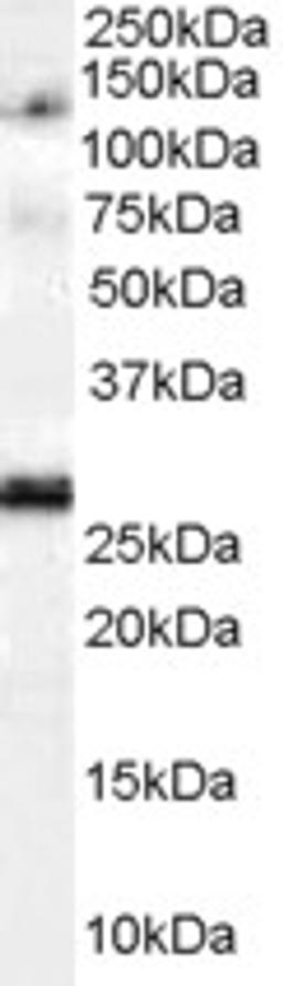 45-770 (1ug/ml) staining of Daudi lysate (35ug protein in RIPA buffer). Primary incubation was 1 hour. Detected by chemiluminescence.