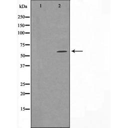 Western blot analysis of HUVEC cells using 24A1 (Cytochrome P450) antibody