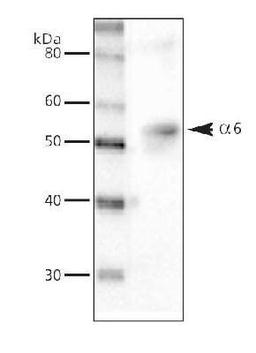 Western Blot: GABA A Receptor alpha 6 Antibody [NB300-196] - Detection of GABA-A alpha 6 receptor in wildtype cerebellum (5-7 ug/lane).