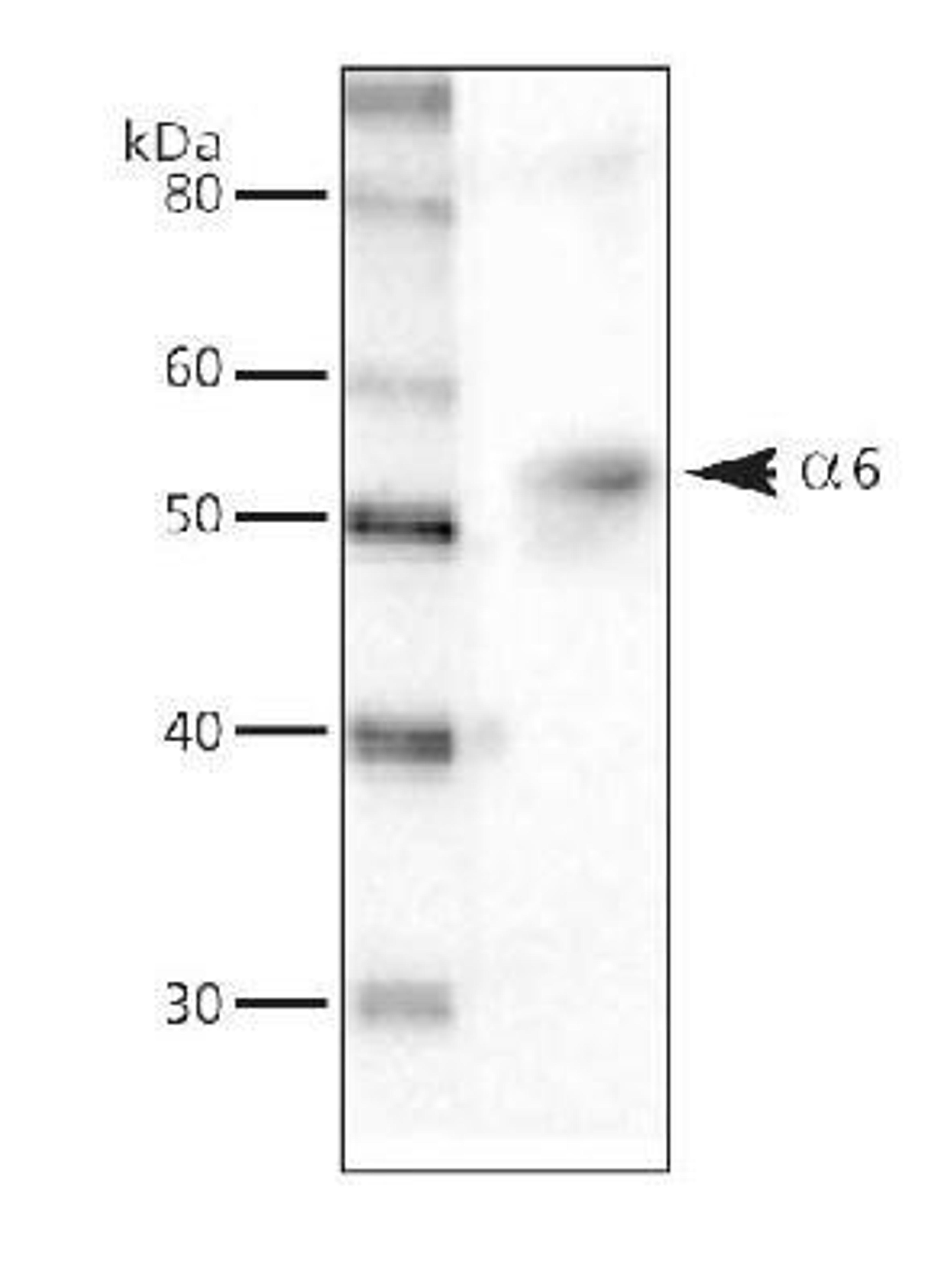 Western Blot: GABA A Receptor alpha 6 Antibody [NB300-196] - Detection of GABA-A alpha 6 receptor in wildtype cerebellum (5-7 ug/lane).