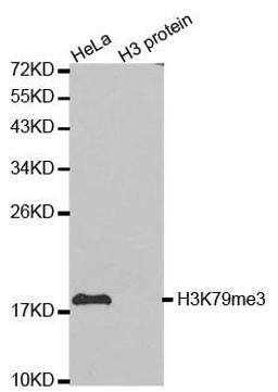 Western blot analysis of extracts of HeLa cell line and H3 protein expressed in E.coli using Histone Histone H3K79me3 antibody