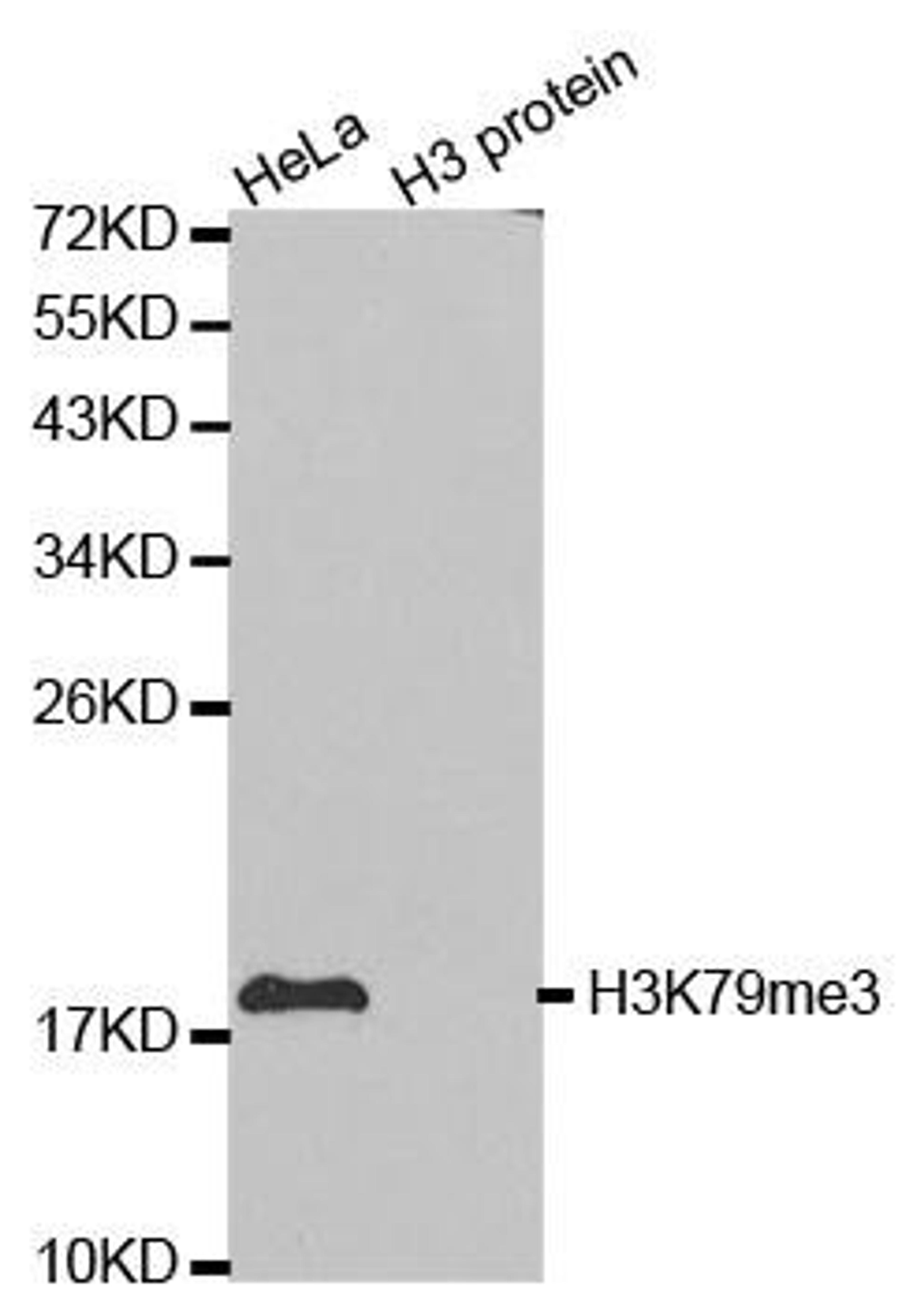 Western blot analysis of extracts of HeLa cell line and H3 protein expressed in E.coli using Histone Histone H3K79me3 antibody