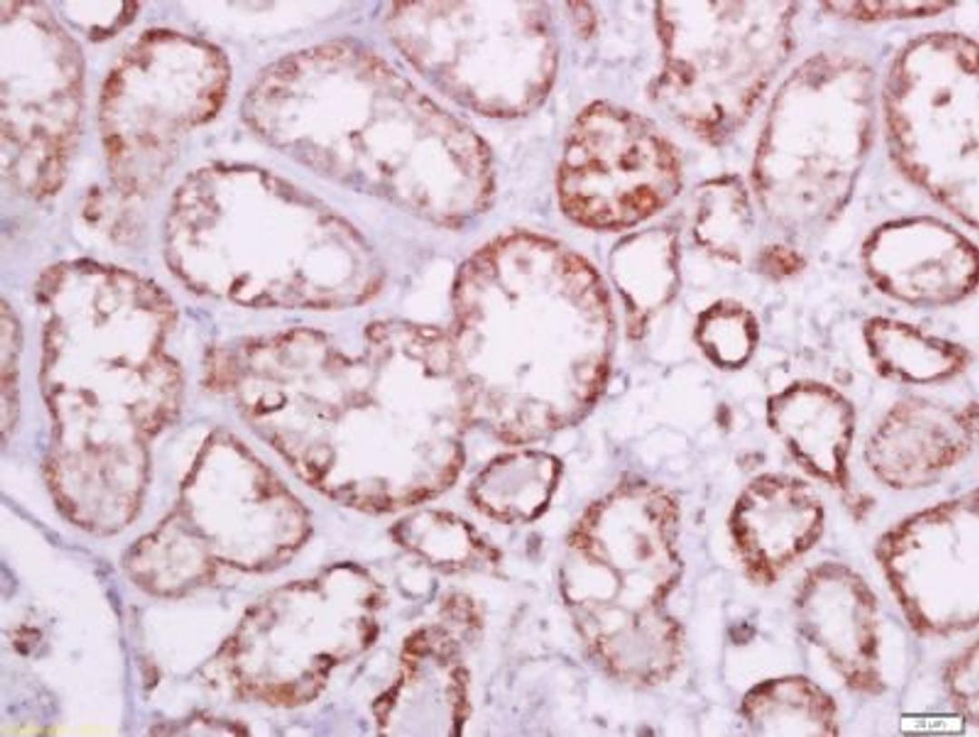 Immunohistochemical staining of human kidney tissue using Humanin antibody.