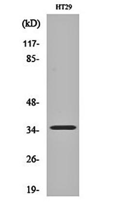 Western blot analysis of HT29 cell lysates using Pax-9 antibody