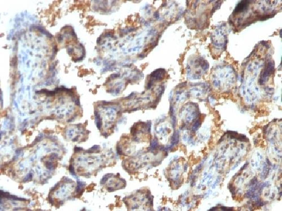 Immunohistochemical staining of human Placenta tissue using Galectin-13 antibody