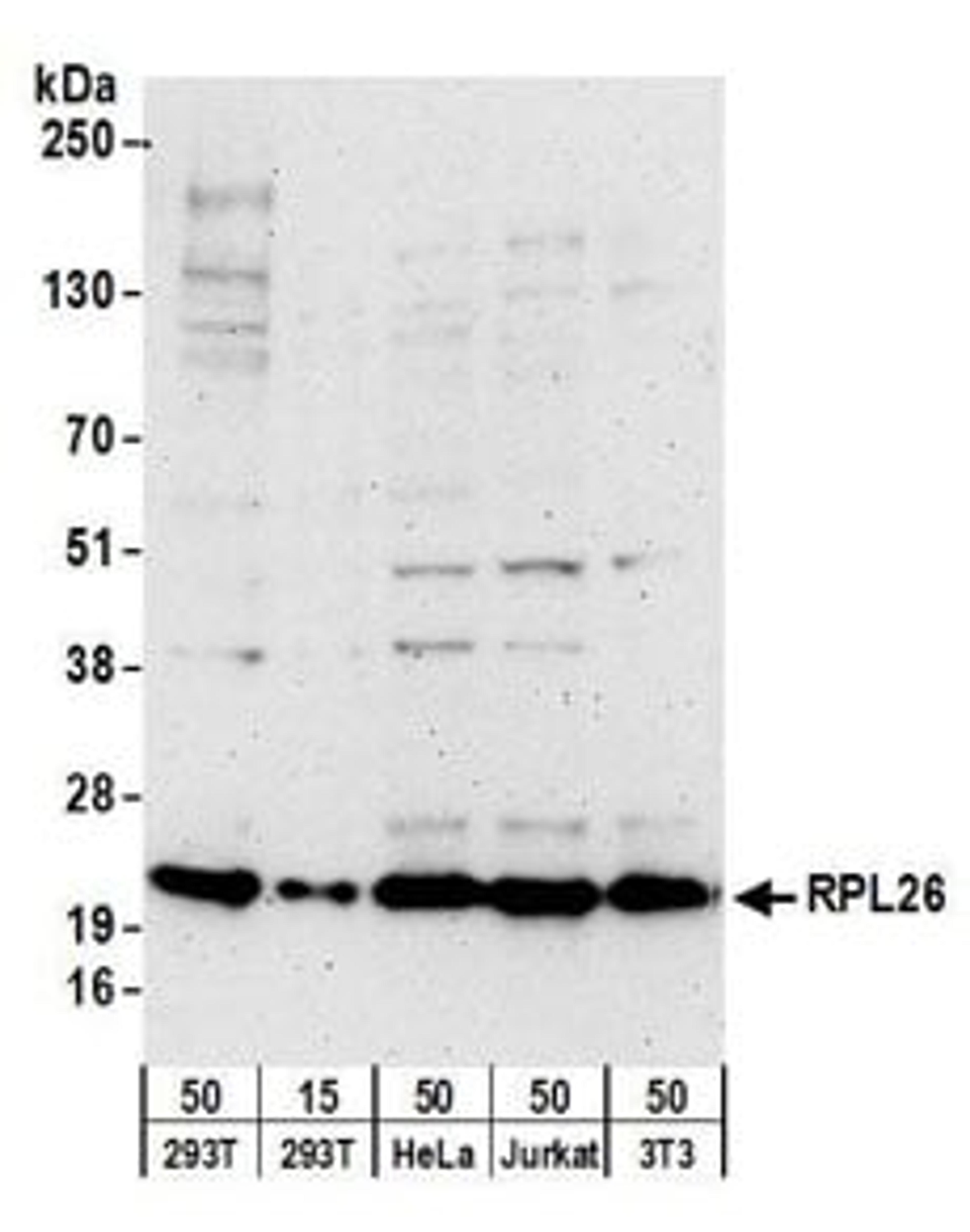 Detection of human and mouse RPL26 by western blot.