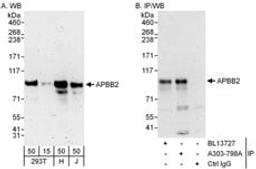 Detection of human APBB2 by western blot and immunoprecipitation.