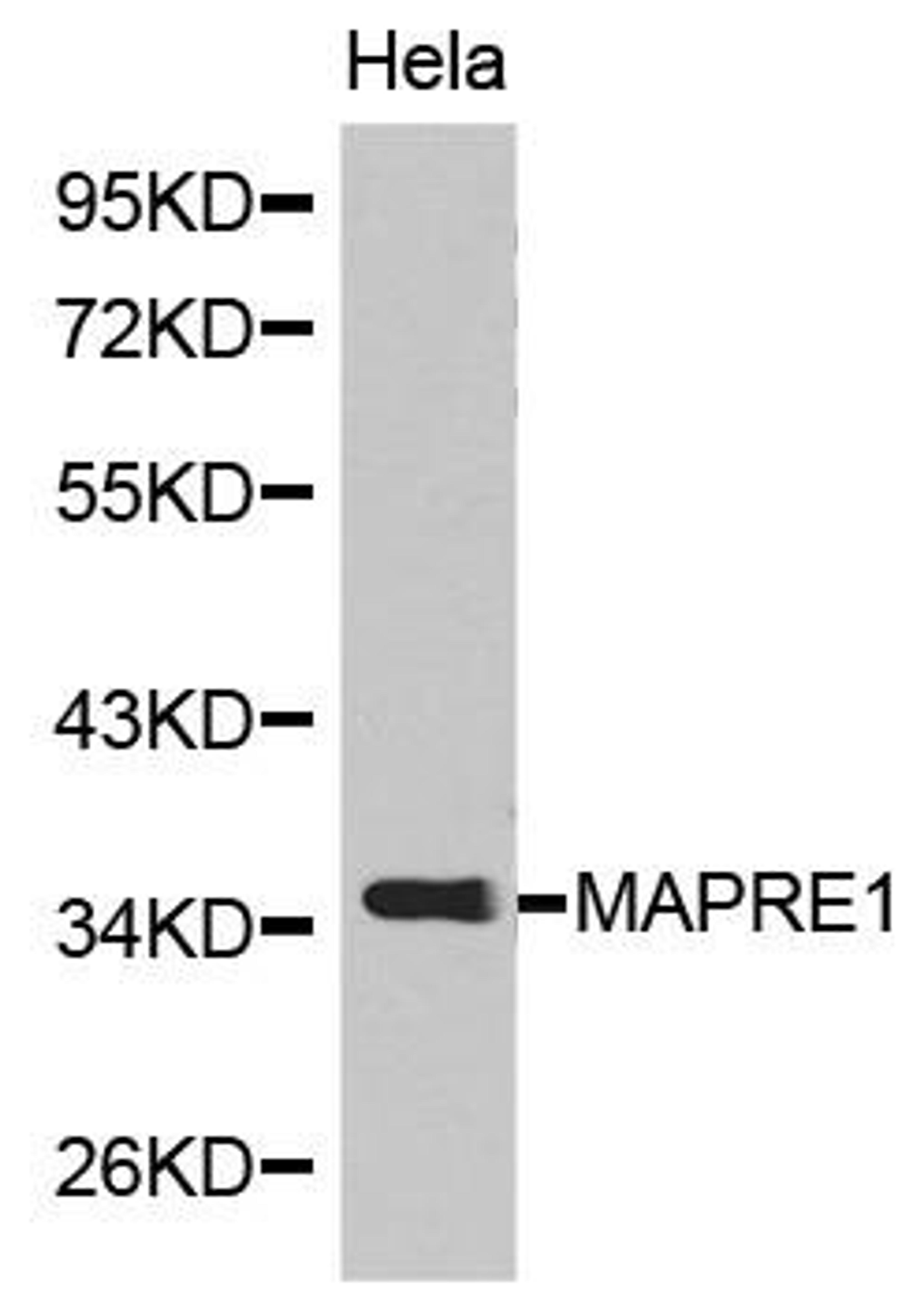 Western blot analysis of extracts of HeLa cell line using EB1 antibody