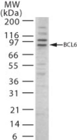 Western Blot: Bcl6 Antibody [NBP2-24952] - Western blot analysis of Bcl6 in 20 ugs of Ramos cell lysate using NBP2-24952 at 1 ug/ml.